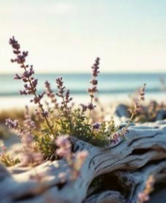 Lavender Driftwood